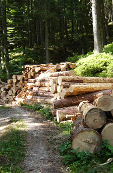 entlang des Forstwegs gestapelte Stämme